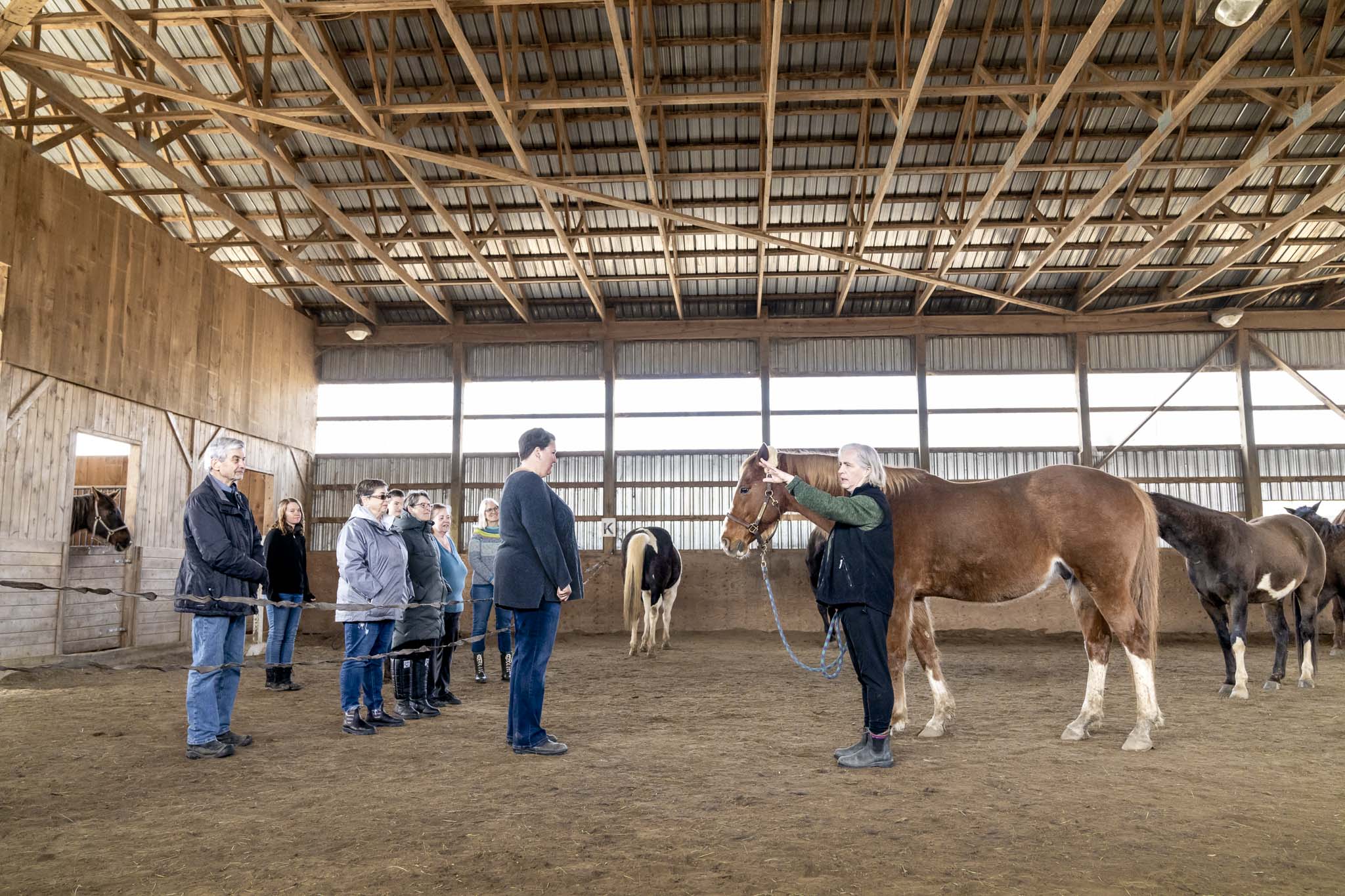 HorseSense-2