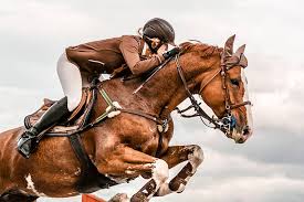 showjumper